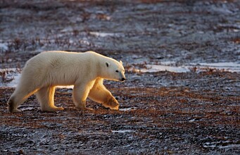 International trade in polar bears from Canada could threaten the species´ survivability