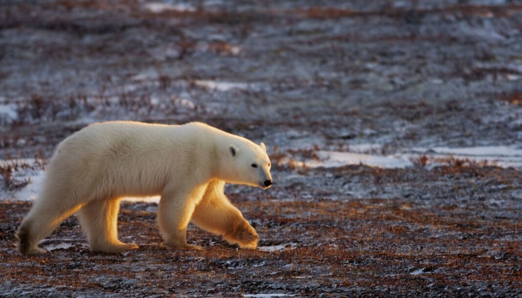 A polar bear walking on the trunda migrating as the Hudson Bay freezes outside Churchill, Manitoba, Canada. Canada is the only country in the world that allows commercial export of polar bear products. Norway is one of the importing countries. A polar bear walking on the trunda migrating as the Hudson Bay freezes outside Churchill, Manitoba, Canada. Canada is the only country in the world that allows commercial export of polar bear products. Norway is one of the importing countries.