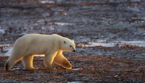 International trade in polar bears from Canada could threaten the species´  survivability