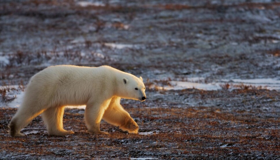 A polar bear walking on the trunda migrating as the Hudson Bay freezes outside Churchill, Manitoba, Canada. Canada is the only country in the world that allows commercial export of polar bear products. Norway is one of the importing countries.