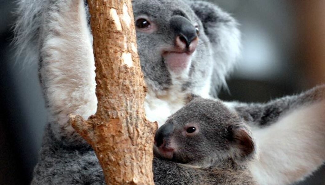 Kåte koalaer har et voldsomt brøl
