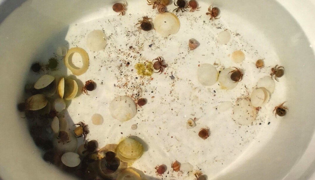 Eremittkreps i fleng. Eremittkreps i fleng.