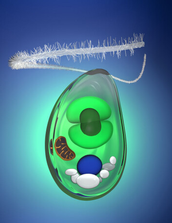 Tegning av algen Cyanophora paradox, med grønn kloroplast. (Foto: Susanne Ruemmele/Science/AAAS) Tegning av algen Cyanophora paradox, med grønn kloroplast. (Foto: Susanne Ruemmele/Science/AAAS)