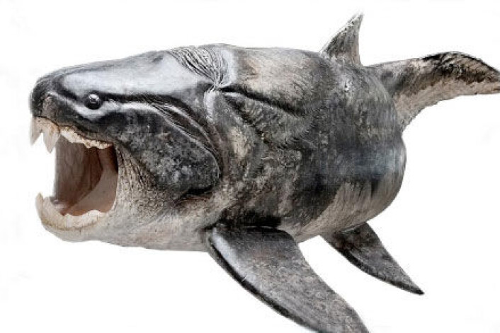 Ny forskning viser at panserhaien Compagopiscis hadde tenner. Fisken lignet antagelig den beslektede arten Dunkleosteus, som her er vist som en rekonstruksjon. (Foto: (Illustrasjon: Esben Horn, 10tons; veiledet av Martin Rücklin, John Long and Philippe Janvier)) Ny forskning viser at panserhaien Compagopiscis hadde tenner. Fisken lignet antagelig den beslektede arten Dunkleosteus, som her er vist som en rekonstruksjon. (Foto: (Illustrasjon: Esben Horn, 10tons; veiledet av Martin Rücklin, John Long and Philippe Janvier))