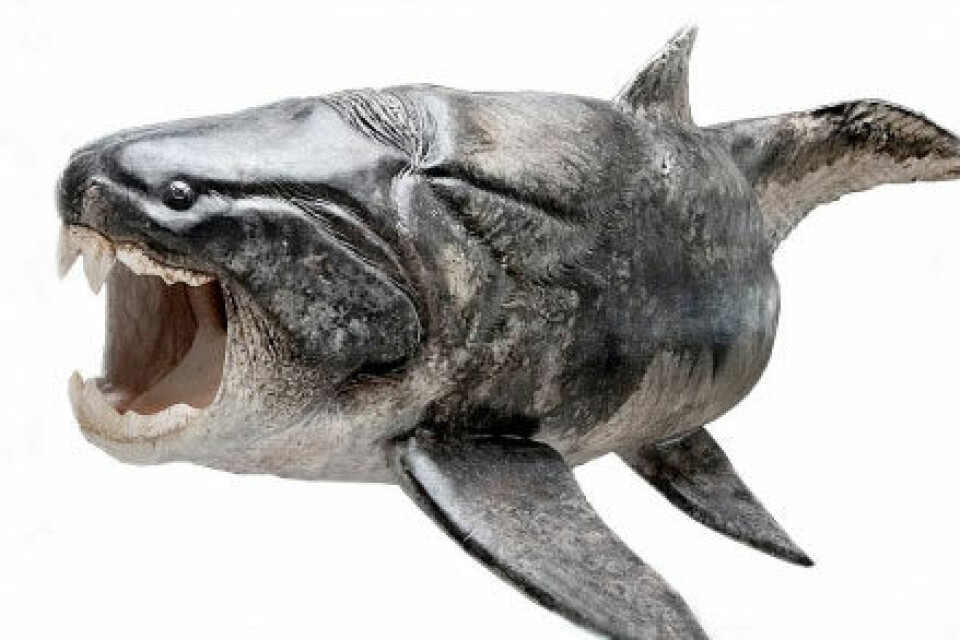Ny forskning viser at panserhaien Compagopiscis hadde tenner. Fisken lignet antagelig den beslektede arten Dunkleosteus, som her er vist som en rekonstruksjon. (Foto: (Illustrasjon: Esben Horn, 10tons; veiledet av Martin Rücklin, John Long and Philippe Janvier))