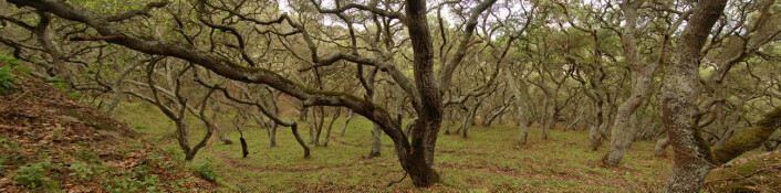 Her er leveområdet til Illacme plenipes: En eikeskog med sandete jordsmonn i California. (Foto: Dr. Paul Marek et al.)
