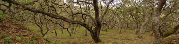 Her er leveområdet til Illacme plenipes: En eikeskog med sandete jordsmonn i California. (Foto: Dr. Paul Marek et al.) Her er leveområdet til Illacme plenipes: En eikeskog med sandete jordsmonn i California. (Foto: Dr. Paul Marek et al.)