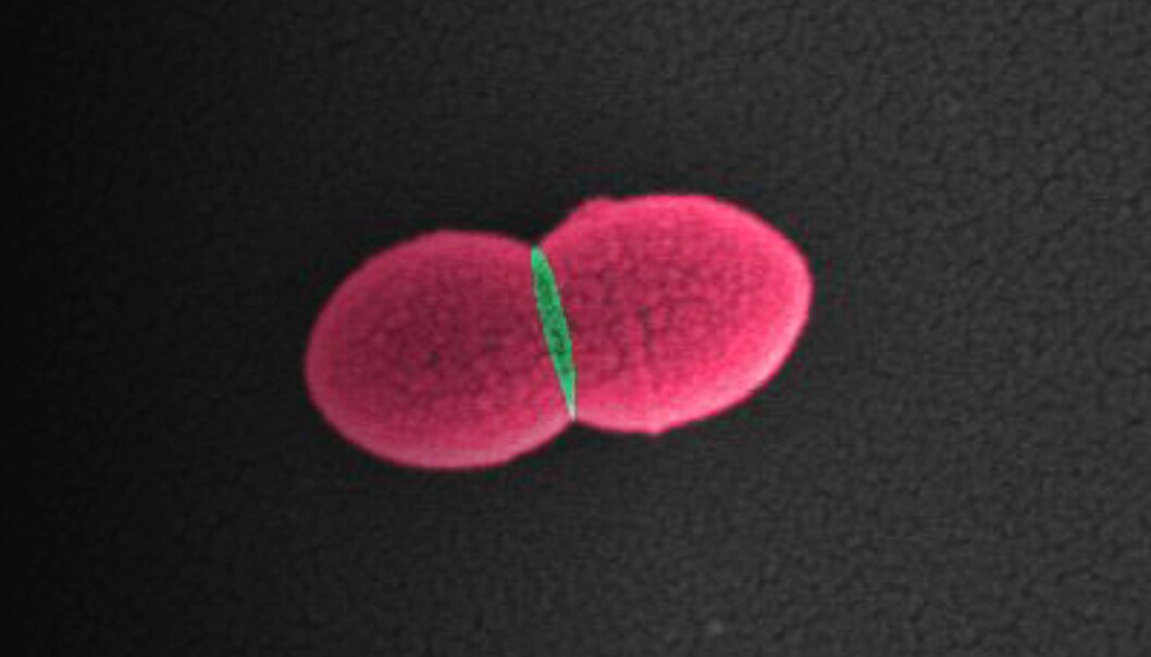 Pneumokokker (Streptococcus pneumoniae) som blant annet gir lungebetennelse, deler seg fra én celle til to datterceller. Hvis vi forstår hva som skjer i delingssonen – det grønne området – kan vi utvikle nye antibiotika som hemmer delingen. Pneumokokker (Streptococcus pneumoniae) som blant annet gir lungebetennelse, deler seg fra én celle til to datterceller. Hvis vi forstår hva som skjer i delingssonen – det grønne området – kan vi utvikle nye antibiotika som hemmer delingen.