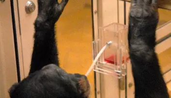 Sjimpanser lærer å bruke sugerør