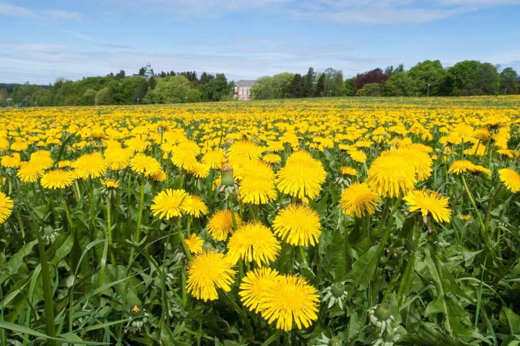 Etter 3 år med eng kan løvetann ta helt overhånd. (Foto: E. Fløistad, Bioforsk) Etter 3 år med eng kan løvetann ta helt overhånd. (Foto: E. Fløistad, Bioforsk)