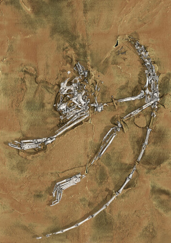 Tredimensjonal rekonstruksjon av fossilet av Archicebus achilles. (Foto: Paul Tafforeau/Xijun Ni)