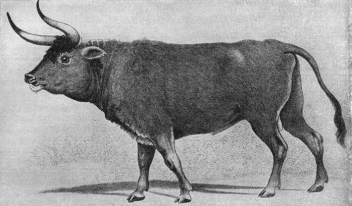 Dagens kuer og okser stammer fra urokse, et dyr som levde vilt over store deler av Europa, Asia og Nord-Afrika. Historisk tegning av urokse fra Europa. (Foto: (Illustrasjon: Wikipedia)) Dagens kuer og okser stammer fra urokse, et dyr som levde vilt over store deler av Europa, Asia og Nord-Afrika. Historisk tegning av urokse fra Europa. (Foto: (Illustrasjon: Wikipedia))
