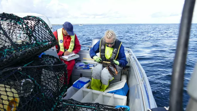 Fra forsøksfisket ved Bolærne august 2019, et av reservatene som er med i studien.