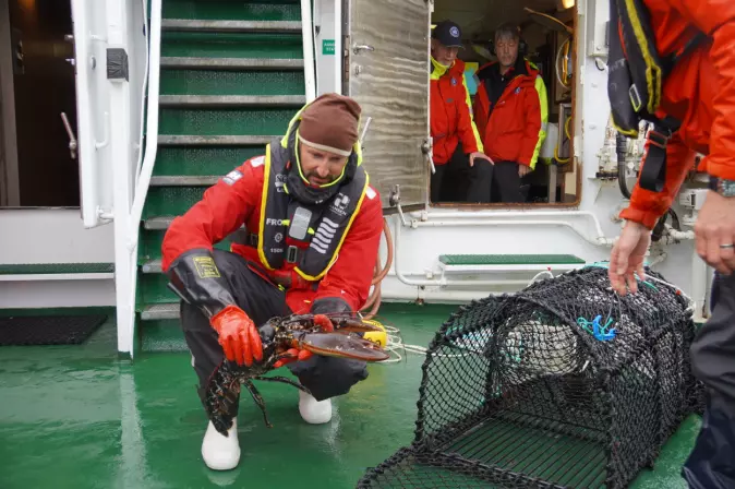 Da Kronprins Haakon besøkte Havforskningsinstituttet på Verdens Miljødag, fikk han se eksempler på robuste individer i hummerreservatet utenfor Flødevigen.
