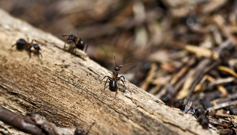 Maur samarbeider og har forskjellige oppgaver i tua. Hvordan får de det til?