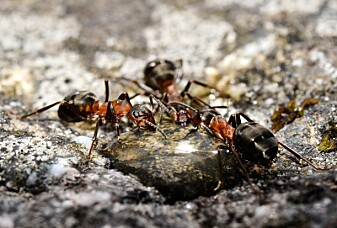 Slik er maurenes hemmelige språk