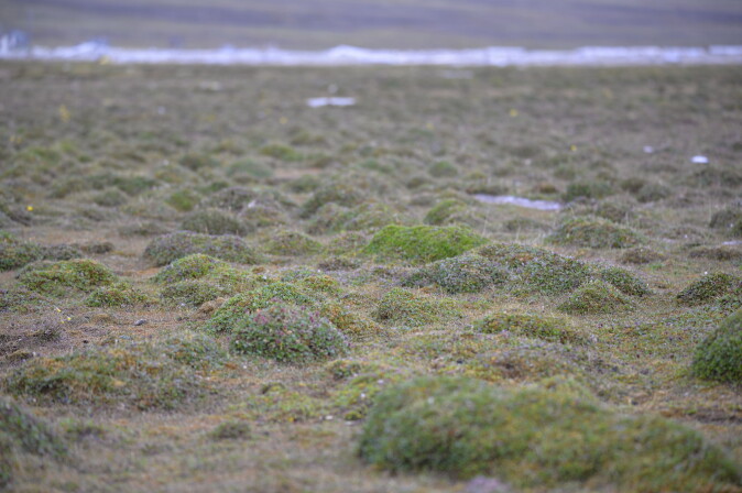 En miniatyrskog på Svalbard med polarvier. En miniatyrskog på Svalbard med polarvier.