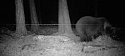 Sjeldent funn av hunnbjørn med fem unger i Karasjok