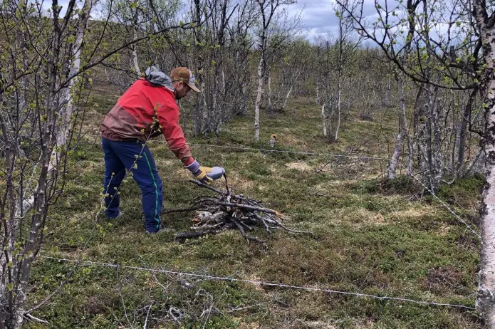 Påføring av luktstoff i hårfellen. Påføring av luktstoff i hårfellen.