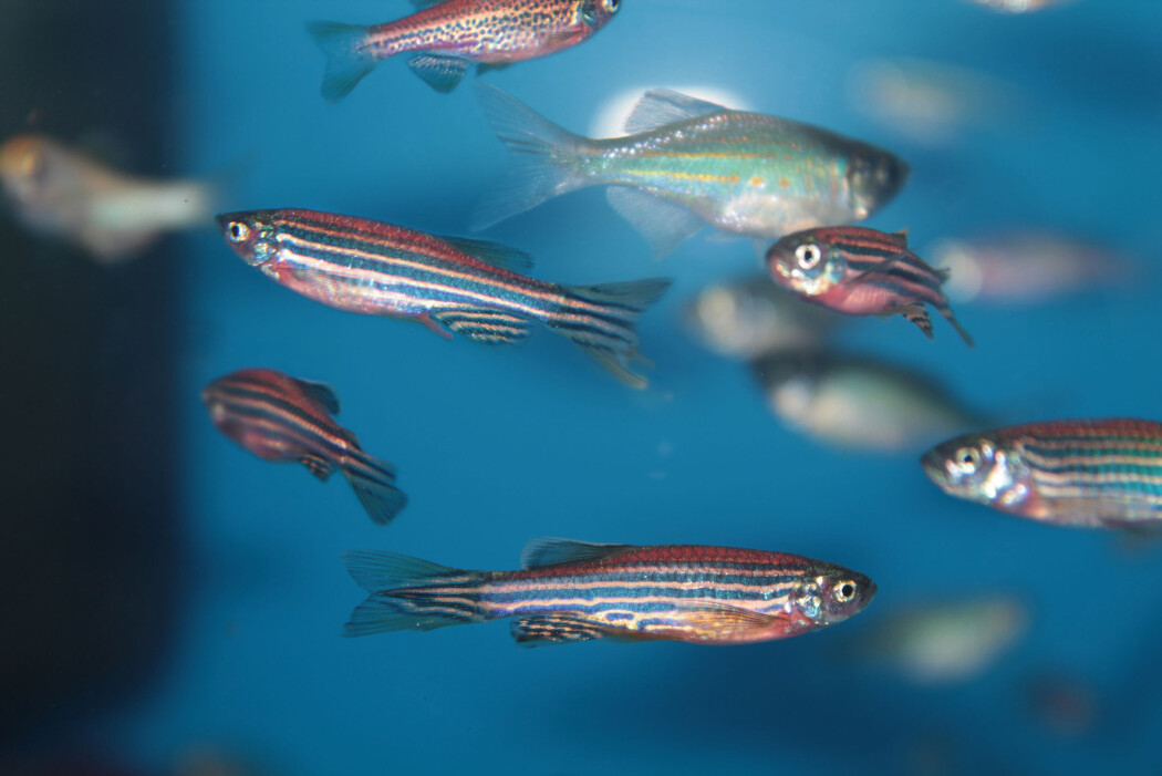 Rundt halvparten av alle laboratorier i verden som bruker sebrafisk, har fisk med hjerneparasitten Pseudoloma neurophilia. Rundt halvparten av alle laboratorier i verden som bruker sebrafisk, har fisk med hjerneparasitten Pseudoloma neurophilia.