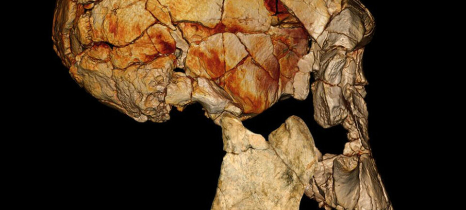 Her er KNM-ER 1470-kraniet, funnet i 1972, kombinert med den nylig oppdagede underkjeven KNM-ER 60000. Forskerne antar at begge tilhører samme art. Det nye funnet kan dermed fortelle forskerne hvordan det komplette kraniet til KNM-ER 1470-kraniet ville ha sett ut. Fred Spoor