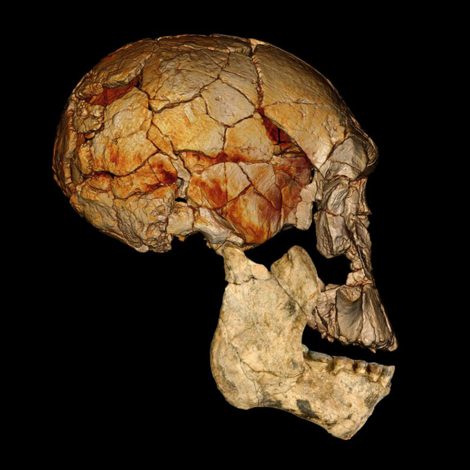Her er KNM-ER 1470-kraniet, funnet i 1972, kombinert med den nylig oppdagede underkjeven KNM-ER 60000. Forskerne antar at begge tilhører samme art. Det nye funnet kan dermed fortelle forskerne hvordan det komplette kraniet til KNM-ER 1470-kraniet ville ha sett ut. (Foto: Fred Spoor)