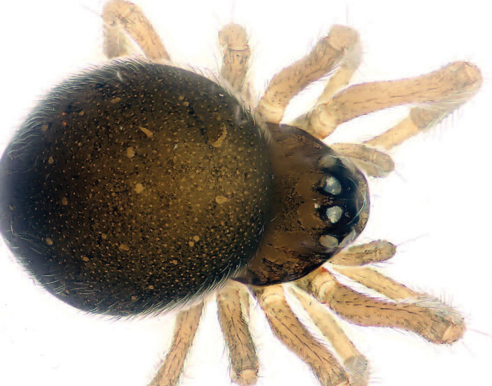 En av de to nylig oppdagede edderkopp-artene, Mysmena wawuensis. (Foto: Shuqiang Li/CC-BY 3.0) En av de to nylig oppdagede edderkopp-artene, Mysmena wawuensis. (Foto: Shuqiang Li/CC-BY 3.0)