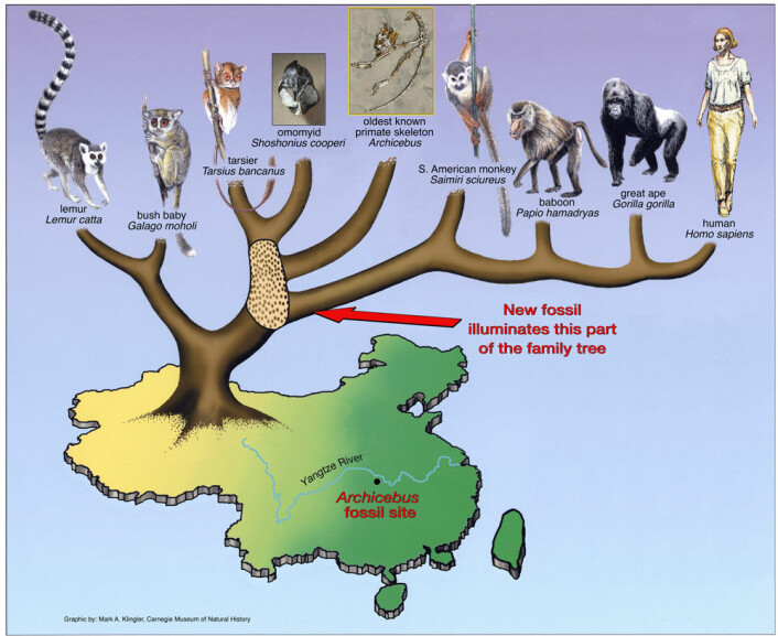 Primatenes utviklingstre som viser hvor forskerne mener Archicebus hører til. Ida hører antgeligvis til i samme hovedgrein som lemurene og galagoene. (Foto: (Illustrasjon: Mark A. Klingler/Carnegie Museum))