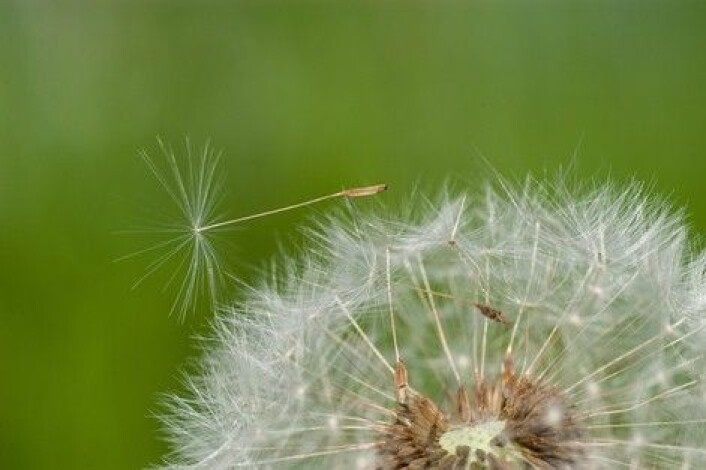En løvetannblomst har rundt 200 frø, et vindpust de er spredt over hele enga. (Foto: E. Fløistad, Bioforsk) En løvetannblomst har rundt 200 frø, et vindpust de er spredt over hele enga. (Foto: E. Fløistad, Bioforsk)