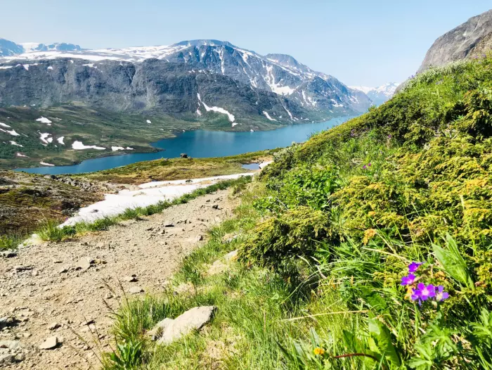 Besseggen. Norges mest brukte sti i fjellet. Men ikke mye folk så langt i sommer.