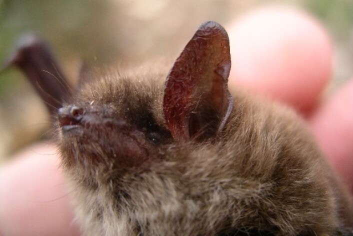Skogflaggermus, eller Myotis brandtiim som veier mindre enn en vanlig husmus, bryter regelen om at små dyr lever korte liv. (Foto: Wikimedia commons) Skogflaggermus, eller Myotis brandtiim som veier mindre enn en vanlig husmus, bryter regelen om at små dyr lever korte liv. (Foto: Wikimedia commons)