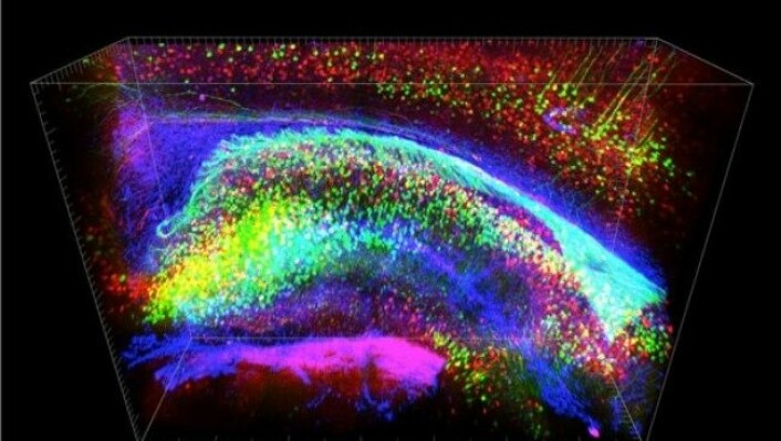 CLARITY er navnet på en metode som gjør det mulig å granske aktivitet i hjernen. Ved å tilsette en ny type kontrastvæske blir hjernemasse gjennomsiktig for skannerne. Bildet viser en én millimeter stor bit av hjernen fra en mus. Bildet er tatt i 3D. (Foto: Kwanghun Chung og Karl Deisseroth, Howard Hughes' institutt for medisin/Stanforduniversitetet)