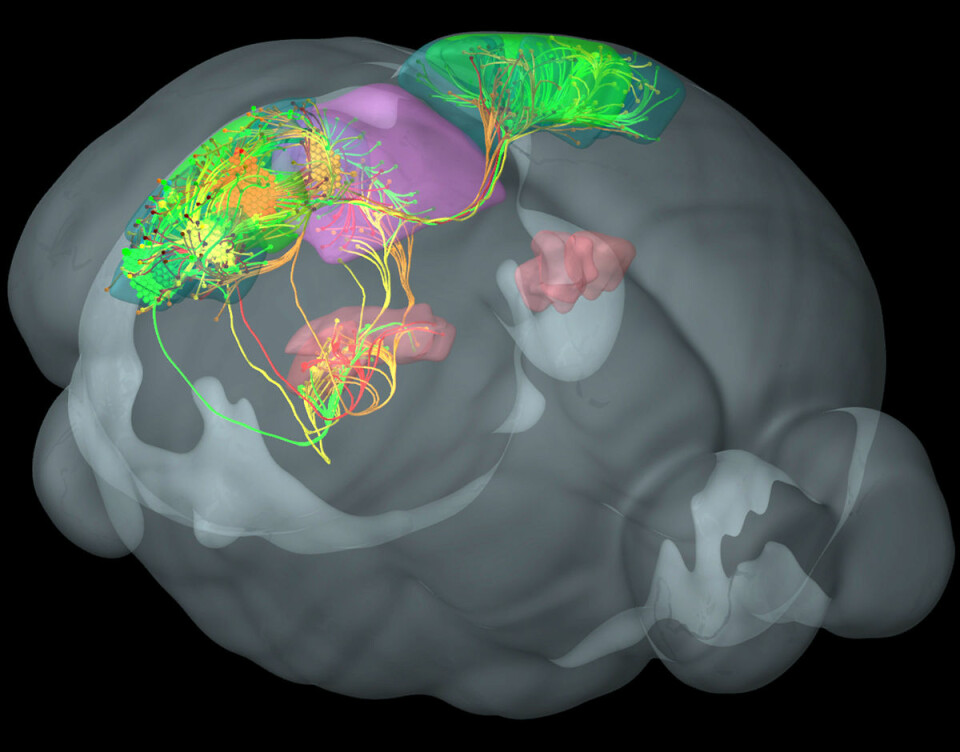 Forbindelser mellom fire bestemte visuelle områder i hjernebarken til en mus, hver kodet i sin farge, grønn, gul, rød og orange. Disse områdene av hjernebarken er sterkt koblet til hverandre og med andre områder for synssansen i thalamus, farget rosa, og midtre del av hjernen, farget lilla. (Foto: (Figur: Allen Institute for Brain Science))