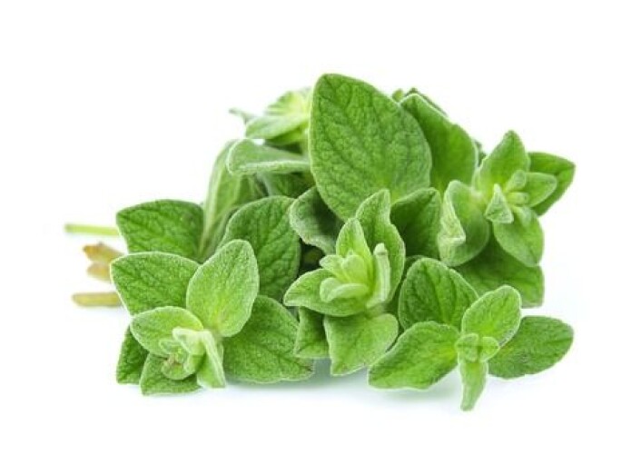 Oregano. (Illustrasjonsfoto: colourbox.com) Oregano. (Illustrasjonsfoto: colourbox.com)