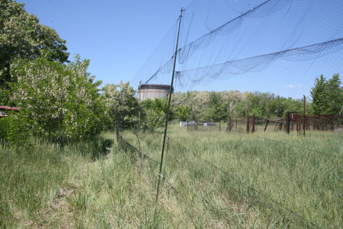 Fuglenett ved en eng nær kjernekraftverket i Tsjernobyl. (Foto: T.A. Mousseau, 2011.) Fuglenett ved en eng nær kjernekraftverket i Tsjernobyl. (Foto: T.A. Mousseau, 2011.)