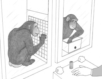 Illustrasjon fra eksperiment som tester sjimpansers spontane gavmildhet (Bilde: Devyn Carter, Yerkes National Primate Research Center) Illustrasjon fra eksperiment som tester sjimpansers spontane gavmildhet (Bilde: Devyn Carter, Yerkes National Primate Research Center)