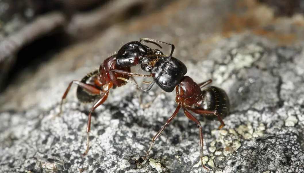 Maur forsvarer samfunnet sitt. Og noen prøver å ta over andre maursamfunn.