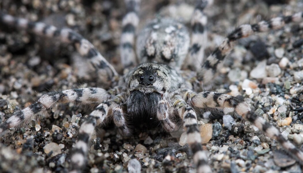Arctosa cinerea eller elvebreddedderkopp? Det er enklere å huske det siste. Derfor har nå alle edderkopper fått et norsk navn. Denne karen er en av de største edderkoppene vi har i Norge og lever på sand og grus ved elvebredder. Arctosa cinerea eller elvebreddedderkopp? Det er enklere å huske det siste. Derfor har nå alle edderkopper fått et norsk navn. Denne karen er en av de største edderkoppene vi har i Norge og lever på sand og grus ved elvebredder.