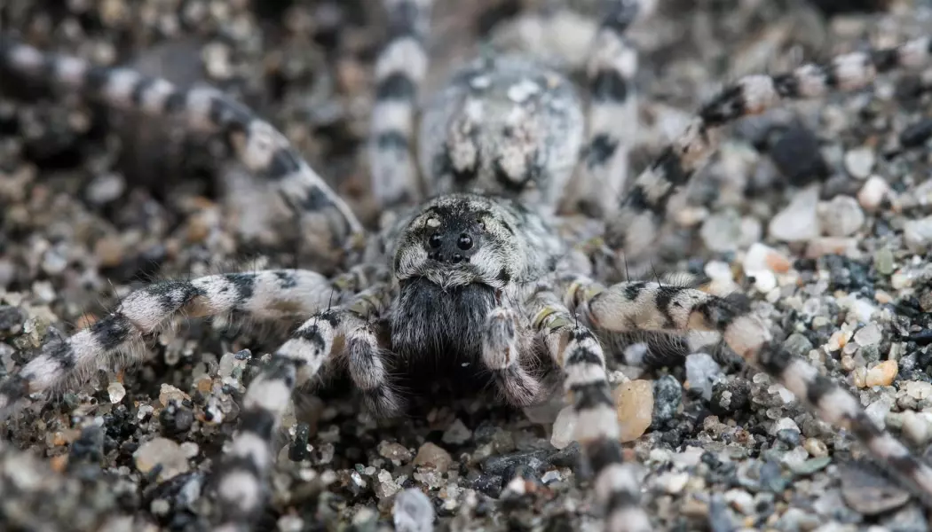 Arctosa cinerea eller elvebreddedderkopp? Det er enklere å huske det siste. Derfor har nå alle edderkopper fått et norsk navn. Denne karen er en av de største edderkoppene vi har i Norge og lever på sand og grus ved elvebredder.