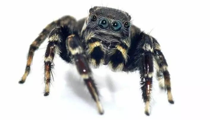 Jotus karllagerfeldi er en sort og hvit edderkopp som gjorde at forskerne tenkte på motedesigneren Karl Lagerfeld som alltid går kledd i sort og hvitt.