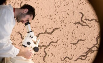 De voksne rundormene er bare 1 millimeter lange og forskerne må bruke mikroskop når de skal studere effekten av manipulasjonen de har gjort. (Foto: Francesco Saggio, UiO) De voksne rundormene er bare 1 millimeter lange og forskerne må bruke mikroskop når de skal studere effekten av manipulasjonen de har gjort. (Foto: Francesco Saggio, UiO)