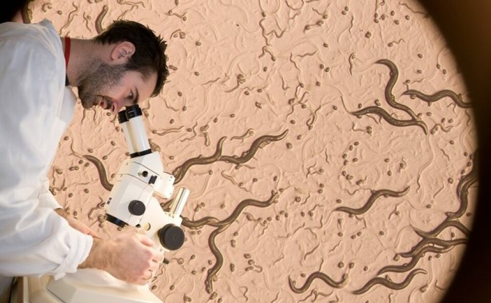 De voksne rundormene er bare 1 millimeter lange og forskerne må bruke mikroskop når de skal studere effekten av manipulasjonen de har gjort. (Foto: Francesco Saggio, UiO)