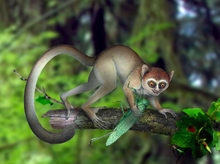 Slik ser man for seg at Archicebus achilles så ut i sitt naturlige miljø. (Foto: (Illustrasjon: Xijun Ni, Chinese Academy of Sciences)) Slik ser man for seg at Archicebus achilles så ut i sitt naturlige miljø. (Foto: (Illustrasjon: Xijun Ni, Chinese Academy of Sciences))