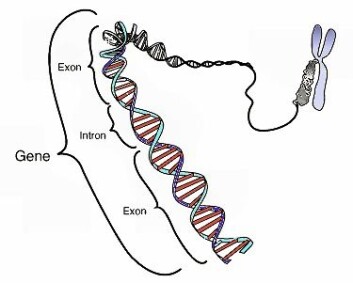 Illustrasjonen (på engelsk) viser kromosomet som er dannet av det spiralformede DNA-molekylet. Et gen er en bit av DNA-et som bestemmer hvilke egenskaper du har, ved at de lager proteinkombinasjoner som gir deg nøyaktig den egenskapen. (Foto: (Illustrasjon: National Human Genome Research Institute)) Illustrasjonen (på engelsk) viser kromosomet som er dannet av det spiralformede DNA-molekylet. Et gen er en bit av DNA-et som bestemmer hvilke egenskaper du har, ved at de lager proteinkombinasjoner som gir deg nøyaktig den egenskapen. (Foto: (Illustrasjon: National Human Genome Research Institute))