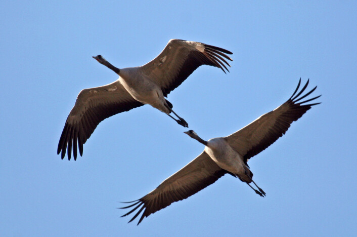Tranene i Norge kalles Grus grus. (Foto: Hans Petter Kristoffersen / Skog og landskap) Tranene i Norge kalles Grus grus. (Foto: Hans Petter Kristoffersen / Skog og landskap)