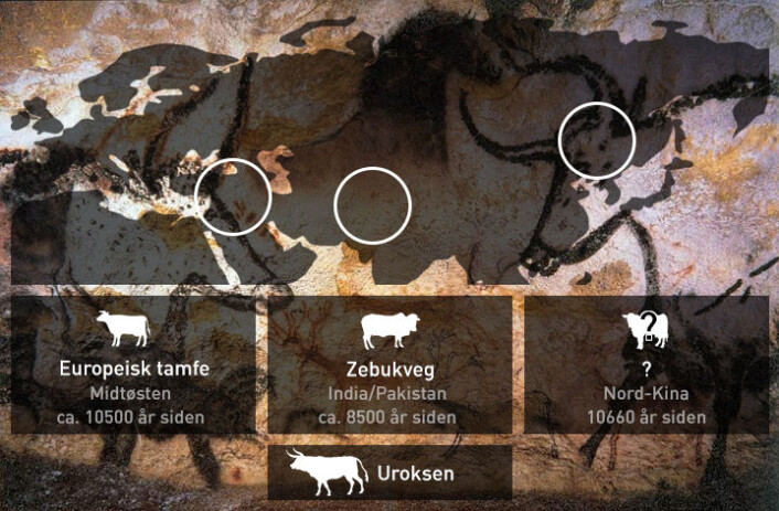Uroksen ble temmet av steinalderbønder både i Midtøsten og i Indusdalen i dagens India/Pakistan. Dette har arkeologer lenge kjent til. I ny studie hevdes det at uroksen også kan ha blitt brukt som husdyr i det nordlige Kina for 10 000 år siden. (Foto: (Illustrasjon: David Brabrand med figur laget av Johanna Paijmans, University of York, som kilde)) Uroksen ble temmet av steinalderbønder både i Midtøsten og i Indusdalen i dagens India/Pakistan. Dette har arkeologer lenge kjent til. I ny studie hevdes det at uroksen også kan ha blitt brukt som husdyr i det nordlige Kina for 10 000 år siden. (Foto: (Illustrasjon: David Brabrand med figur laget av Johanna Paijmans, University of York, som kilde))