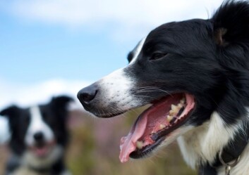Debatten er heftig om kva metode som er best når vi skal trene hunden vår, men kvifor er dei ulike miljøa innan hundetrening så ueinige? (Foto: Photos.com) Debatten er heftig om kva metode som er best når vi skal trene hunden vår, men kvifor er dei ulike miljøa innan hundetrening så ueinige? (Foto: Photos.com)