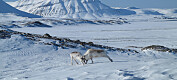 Forskerne var koronafast og kunne ikke telle reinsdyr på Svalbard. Da ordnet de fastboende opp