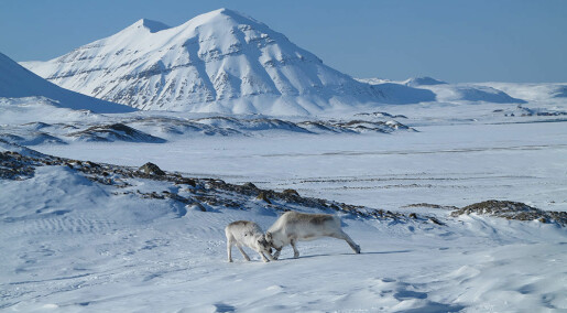 Forskerne var koronafast og kunne ikke telle reinsdyr på Svalbard. Da ordnet de fastboende opp