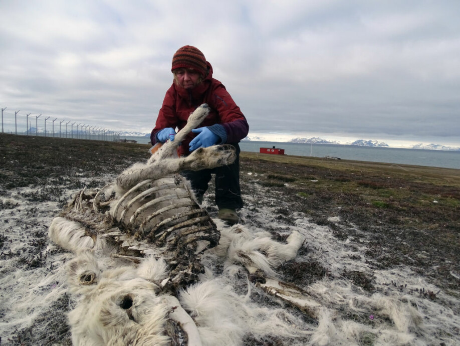 Det ble funnet få reinsdyrkadaver under vårens feltarbeid, noe som tyder på lav dødelighet. Dette bildet er fra reinsdyrtellingen i Adventdalen på Svalbard i juni 2017.